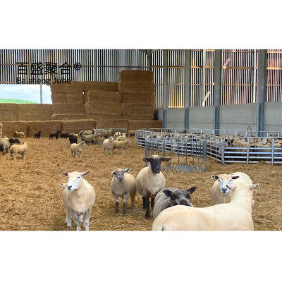 Edifícios isolados de quinta de cabras e ovinos com certificado ISO9001 2008/CE/BV