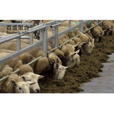 Estrutura de aço Edifício pré-fabricado de quinta para estaleiro de vacas