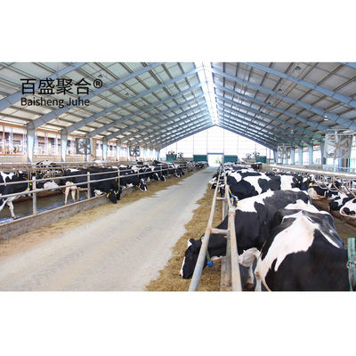 Casa de vacas/barracão de vacas pesado e pré-fabricado, de design eficiente, com porcelana em forma de C.Z.