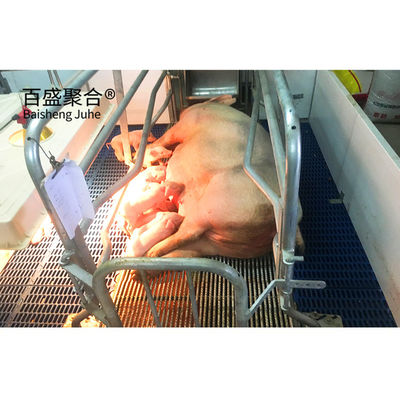 Alimentação de suínos de alta tolerância para sistema de alimentação automática na criação de suínos
