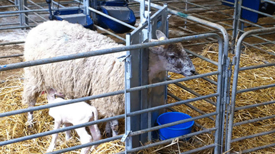 Casa de aves de capoeira de lado aberto tipo galpão pré-fabricado para criação de cabras, porcos, cavalos e bovinos