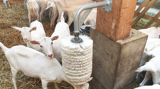 Fornecedores de siderurgia Estrutura de aço Casa de frango de corte Design de layout para celeiro de cavalos