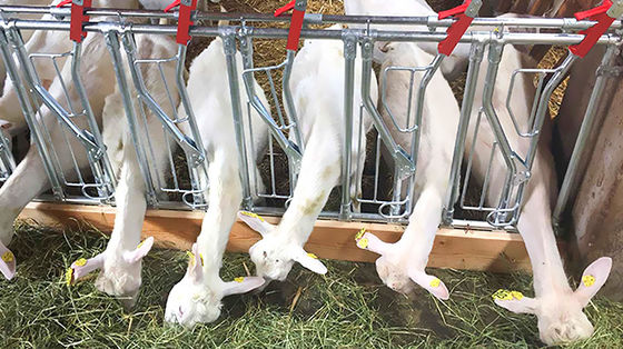 Fornecedores de siderurgia Estrutura de aço Casa de frango de corte Design de layout para celeiro de cavalos