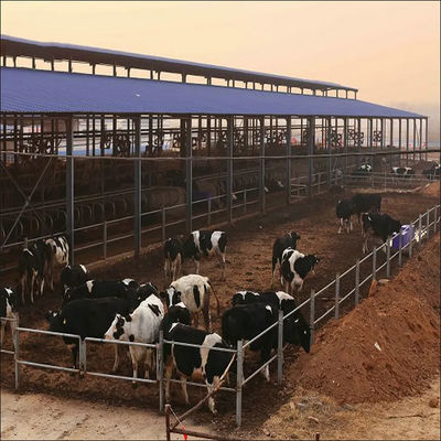 Quadro de aço leve galpão pré-fabricado da fazenda de vacas leiteiras com painel de sanduíche e janela de PVC